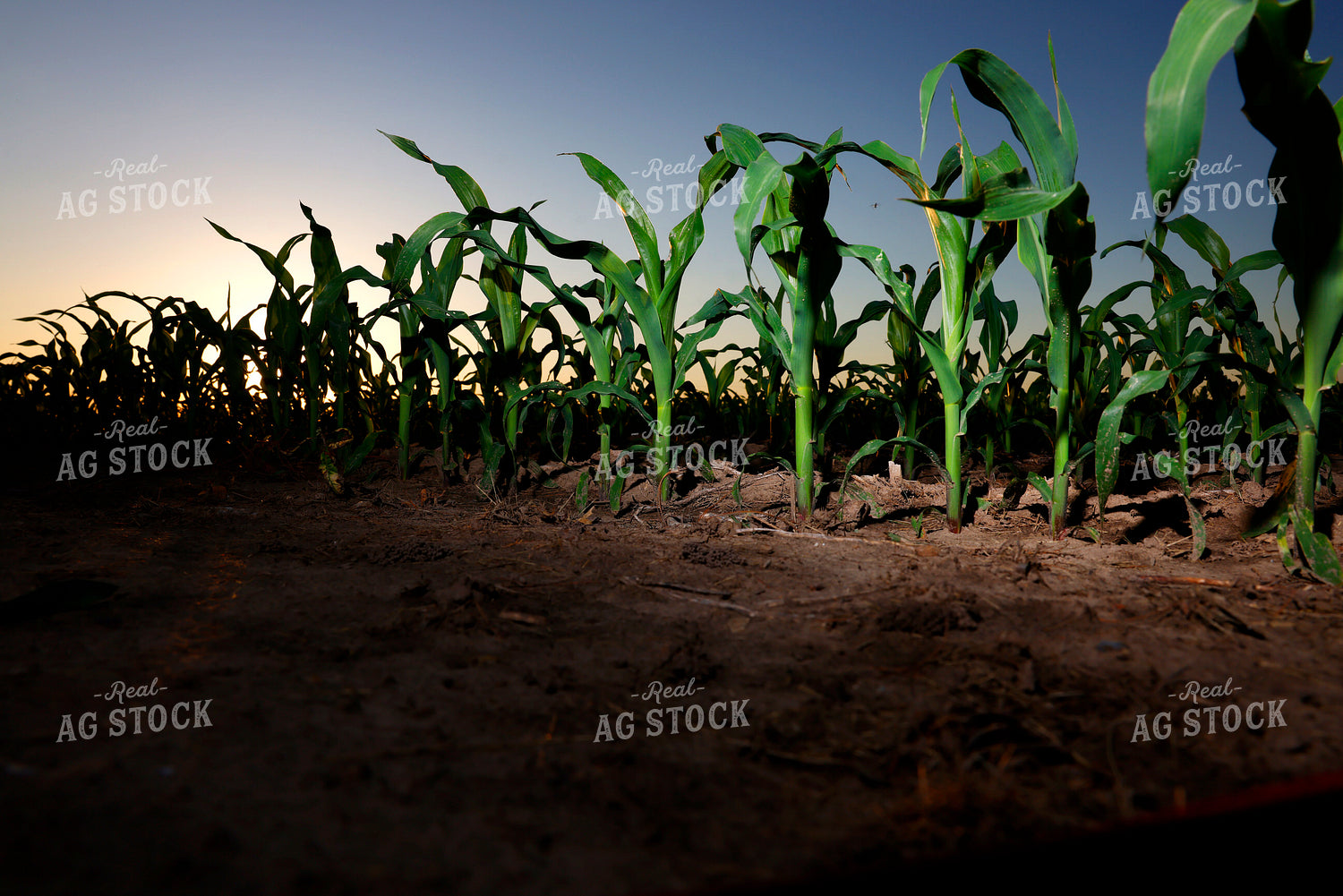Early Growth Corn Field 129151