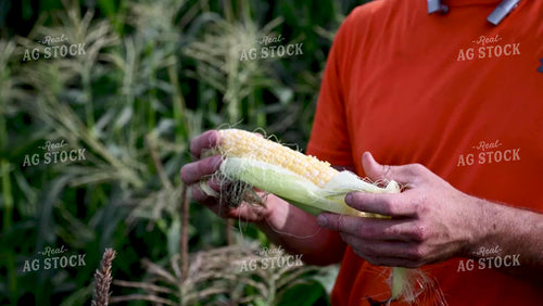 Family Shucking Sweet Corn - 254