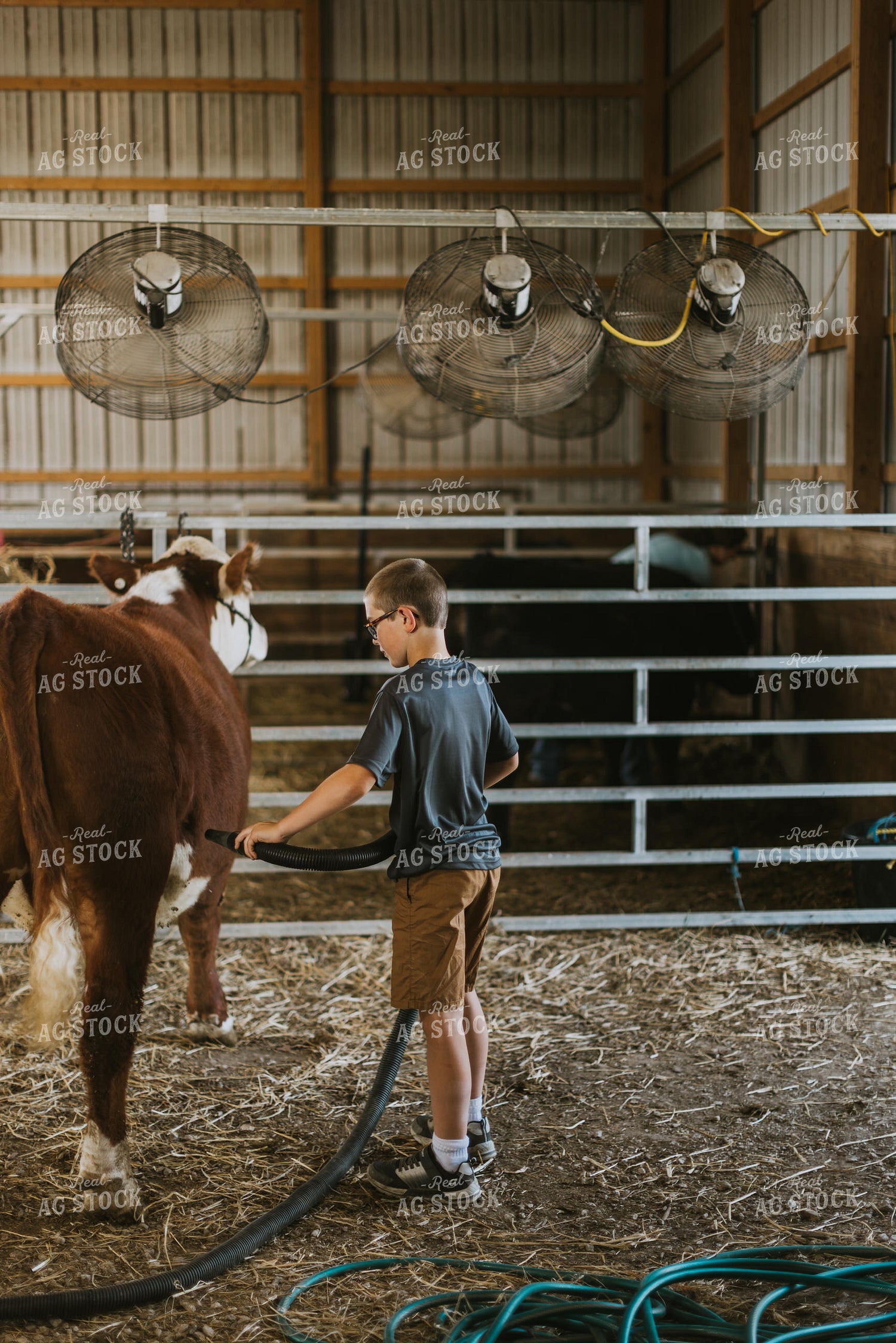 Farm Kid with Show Cow 7878