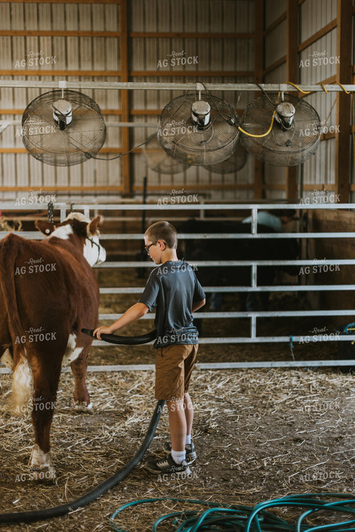 Farm Kid with Show Cow 7878