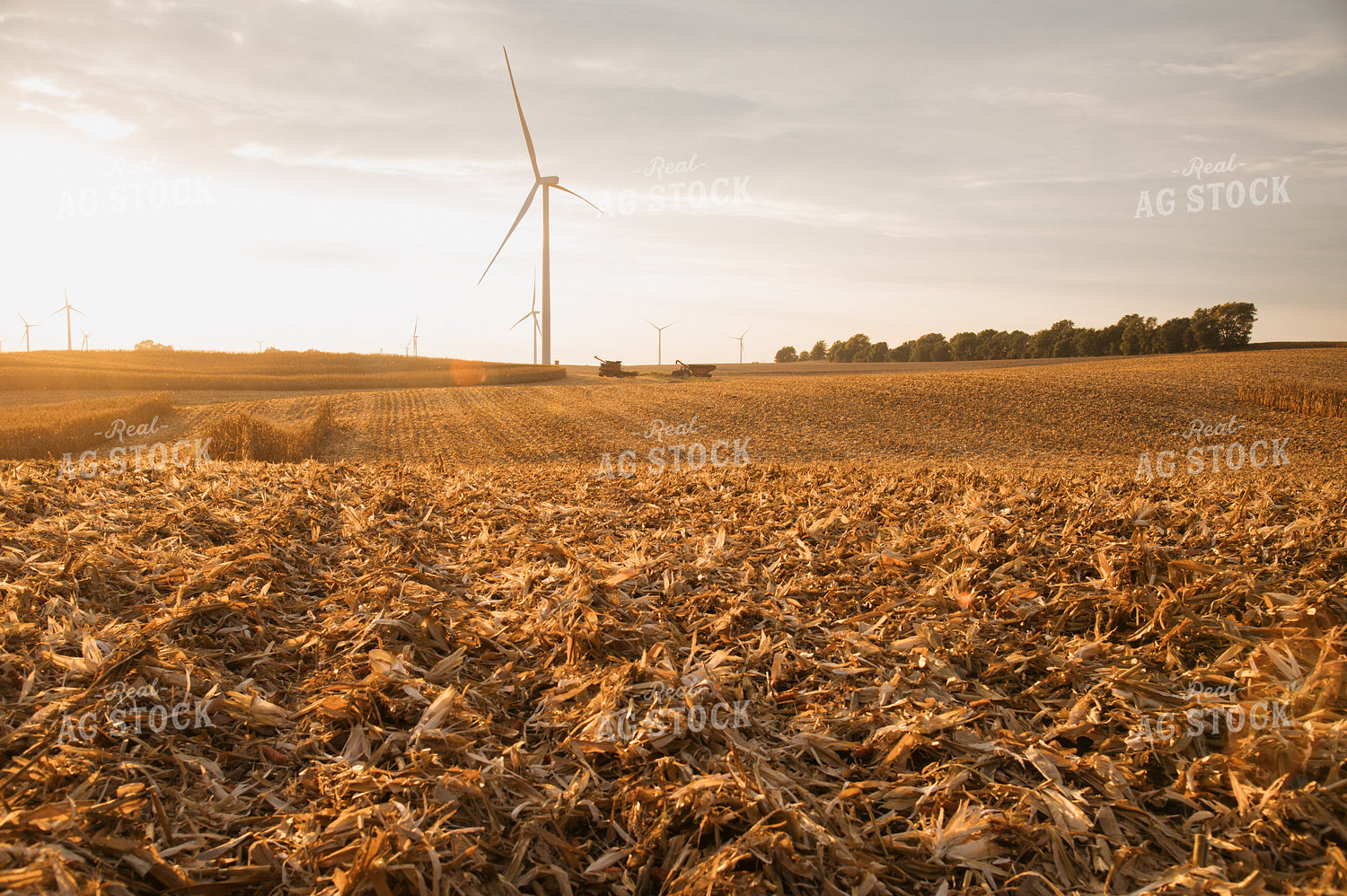 Corn Harvest 26036