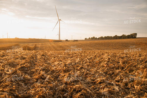 Corn Harvest 26036