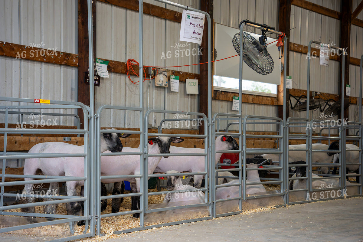 Sheep at the Fair 65963