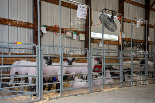 Sheep at the Fair 65963