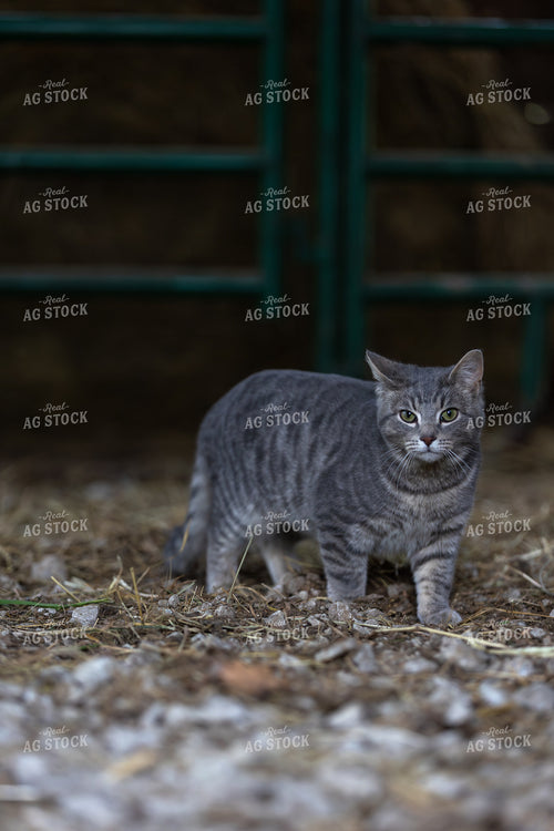 Barn Cat 52616