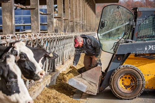 Farmer Feeding Cattle 270072