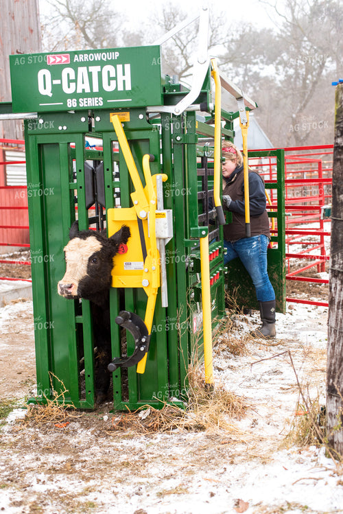 Black Baldy in Chute with Farmer 74068