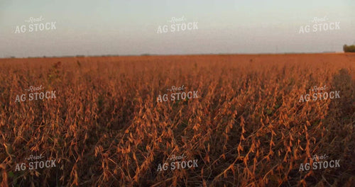 Female Agronomist Walking Soybean Field 8677
