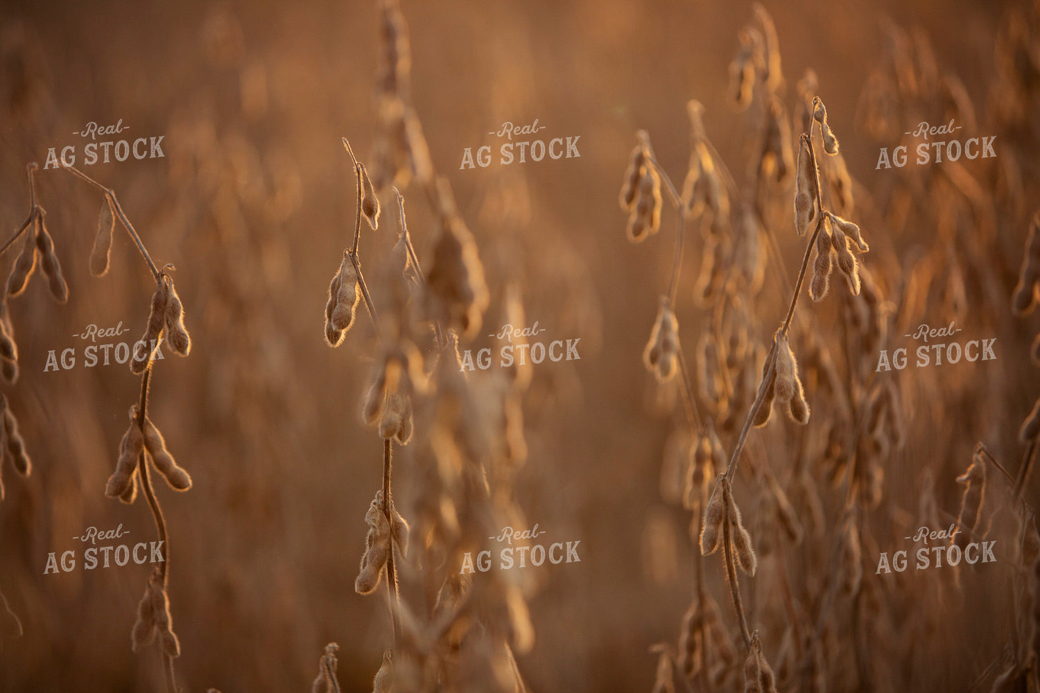Harvest 2641