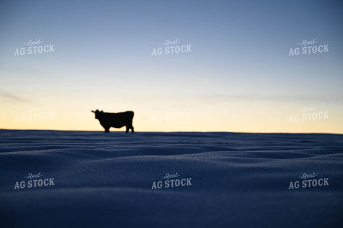 Cattle on Pasture in Snow 253018