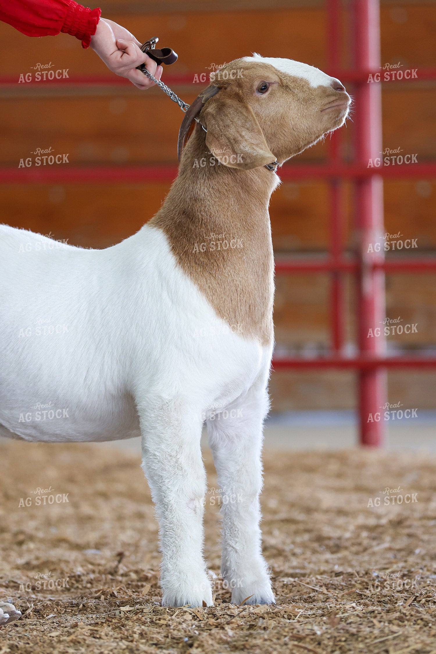 Goat Show 160416