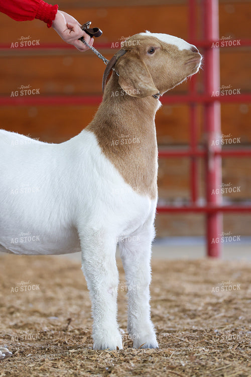 Goat Show 160416