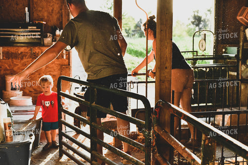 Farm Family Doing Pig Chores 86027