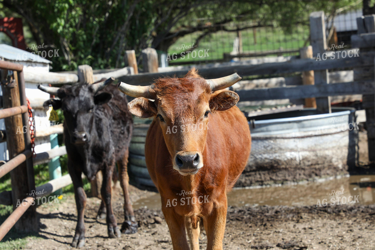 Steers 117343