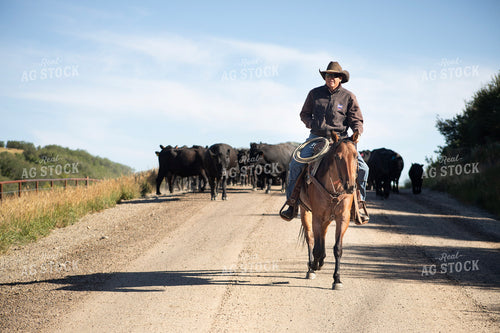 Cowboy on Cattle Drive 117394