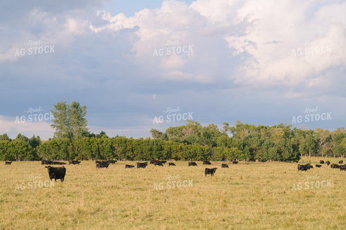 Black Angus Cattle on Pasture 68293