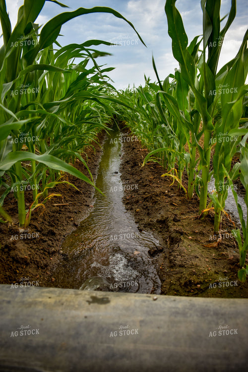 Ditch Irrigation Corn 56192