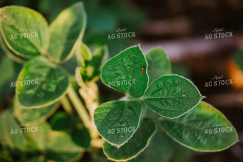 Insect on Soybean Leaf 125155
