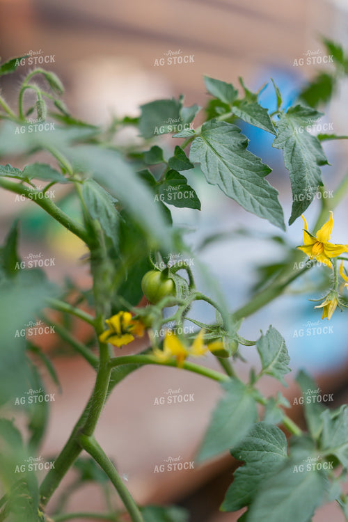 Tomato Plant 295042