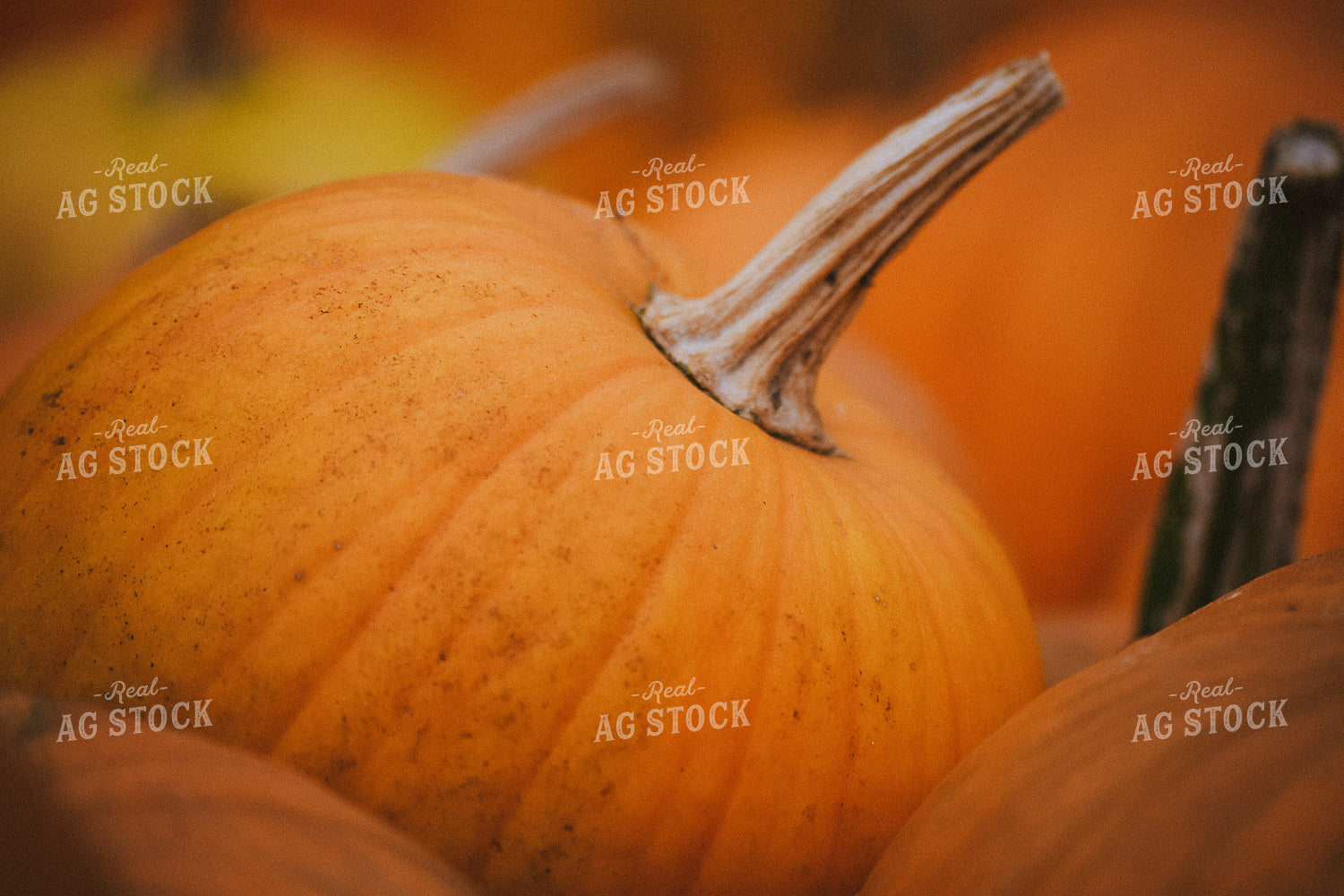 Assorted Gourds 106006