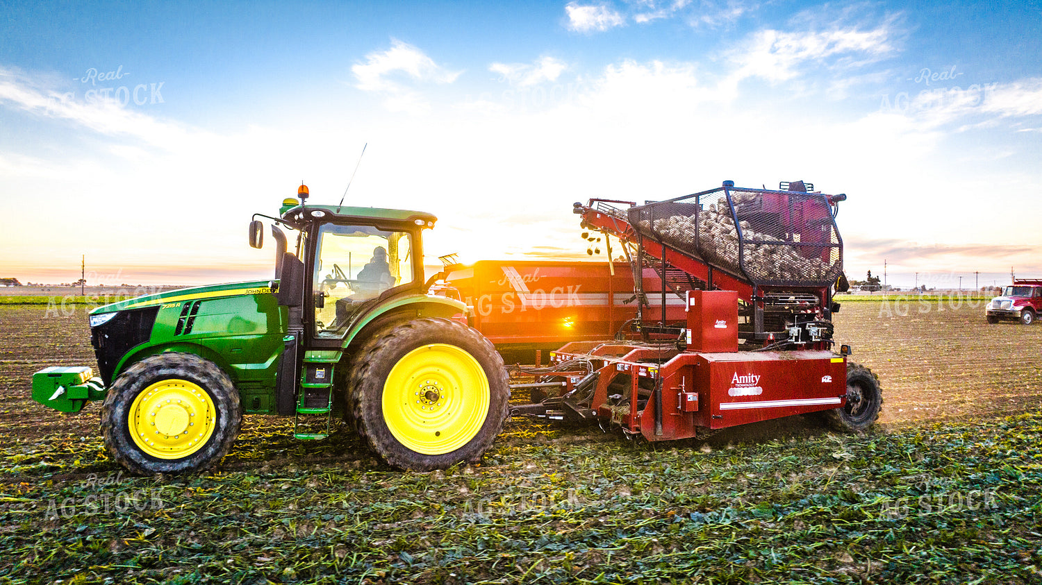 Sugar Beet Harvest 56555