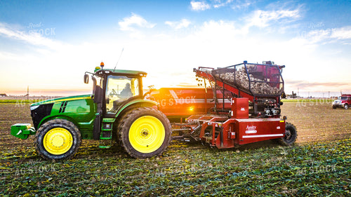 Sugar Beet Harvest 56555
