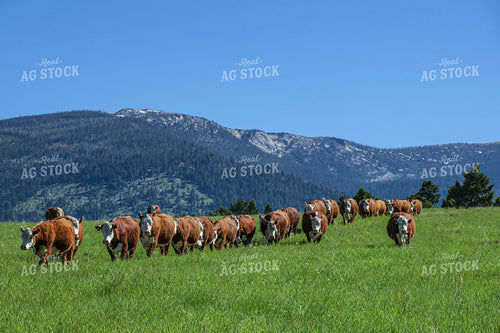 Hereford Cattle in Pasture 81064