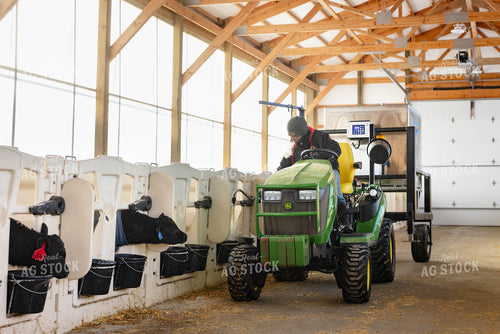 Feeding Holstein Calves in Barn 152415