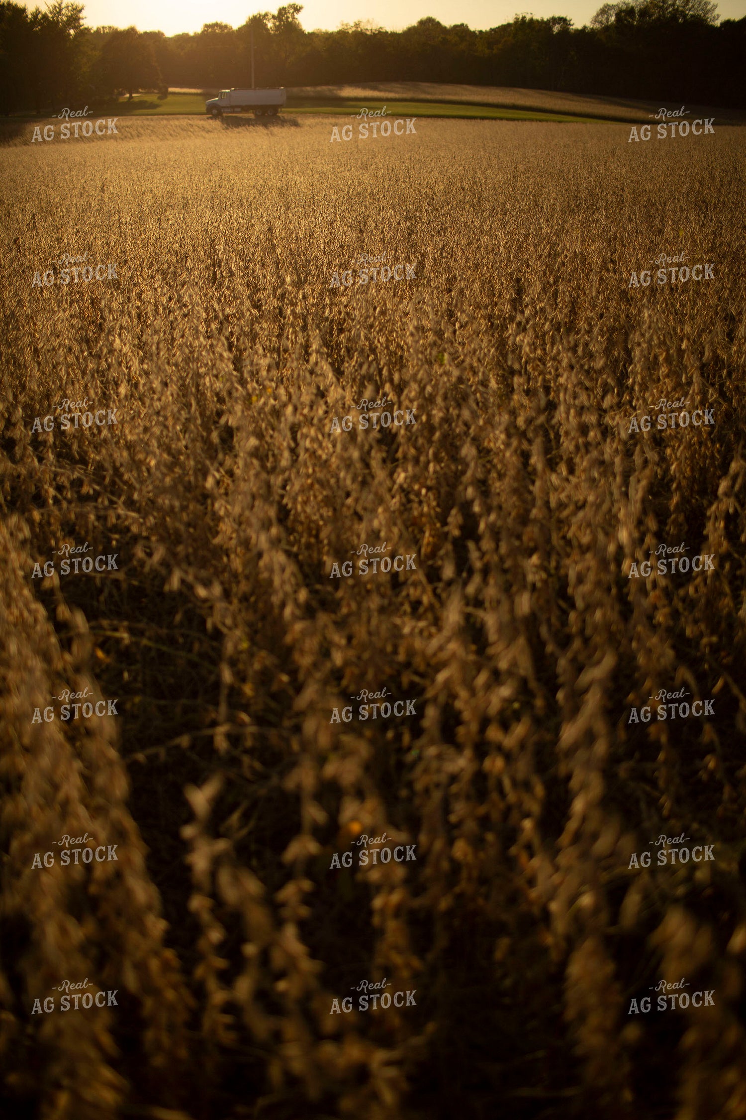 Soybeans - Dry 1550