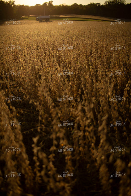 Soybeans - Dry 1550