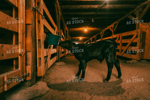 Bucket Calf in Barn 58145