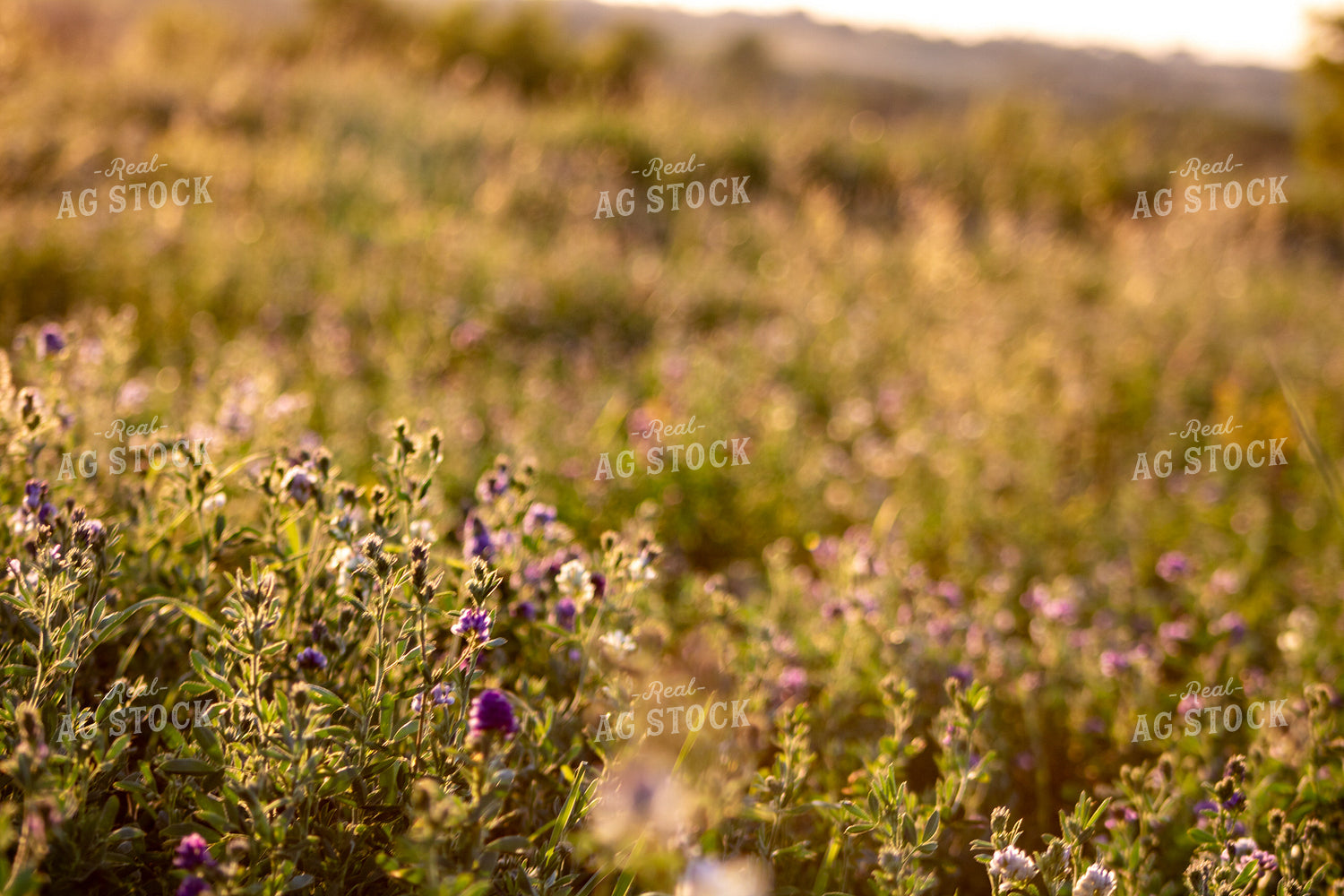 Alfalfa Field 214318