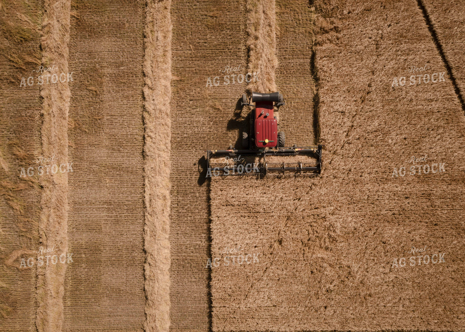 Swathing Wheat 135042