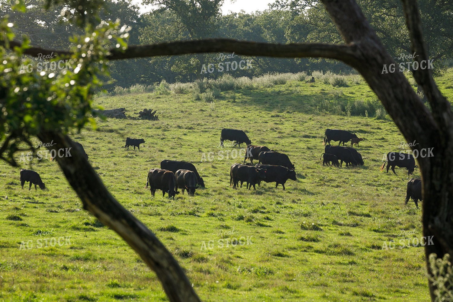 Angus Cattle on Pasture 145039