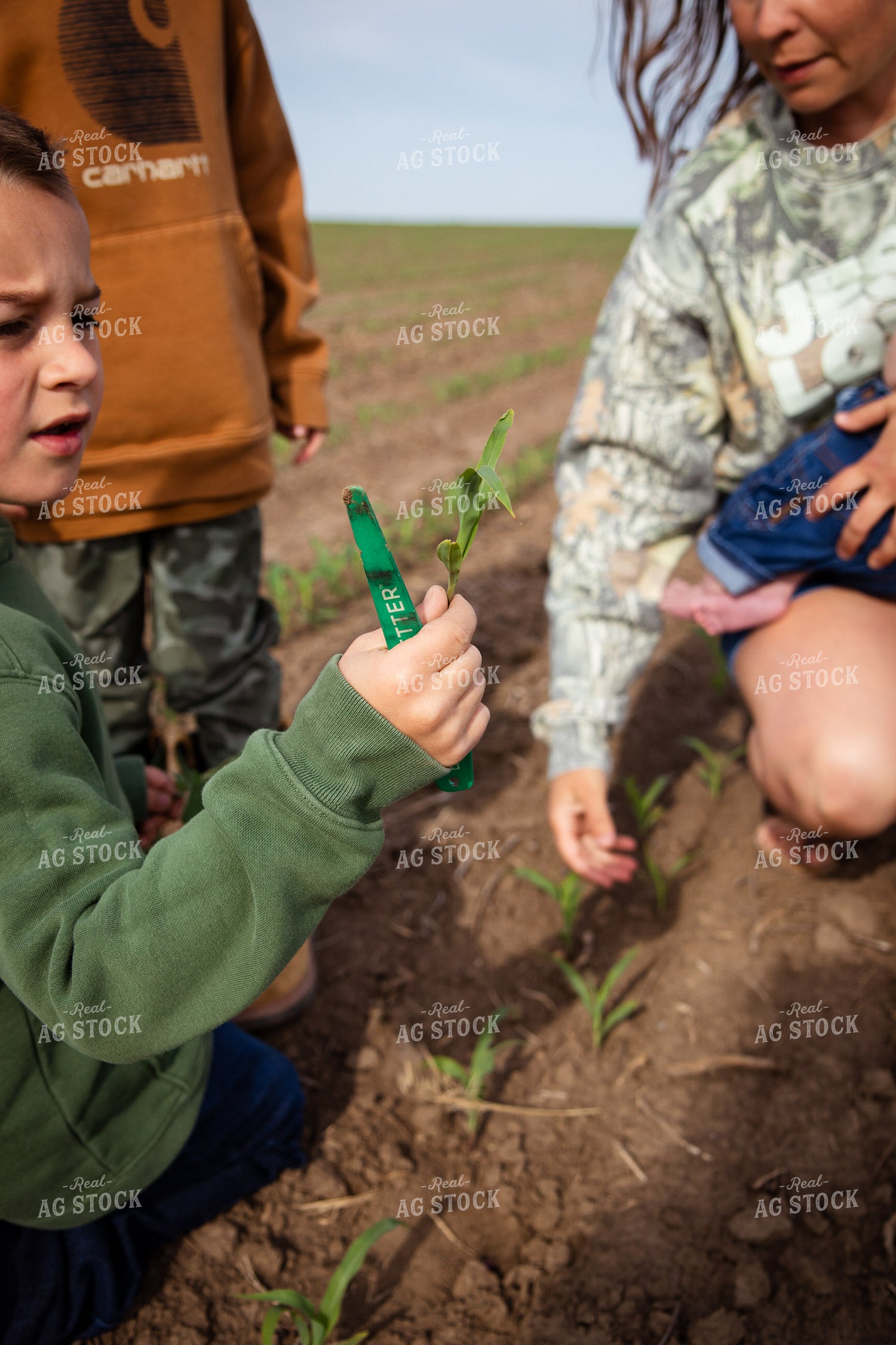 Farm Family Checking Early Growth Corn 268287
