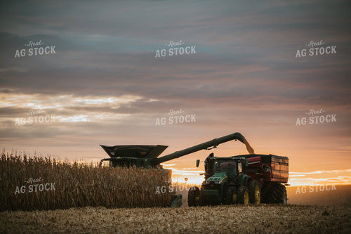 Corn Harvest 6922