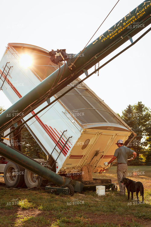 Farmer Dumping Grain Truck 187247