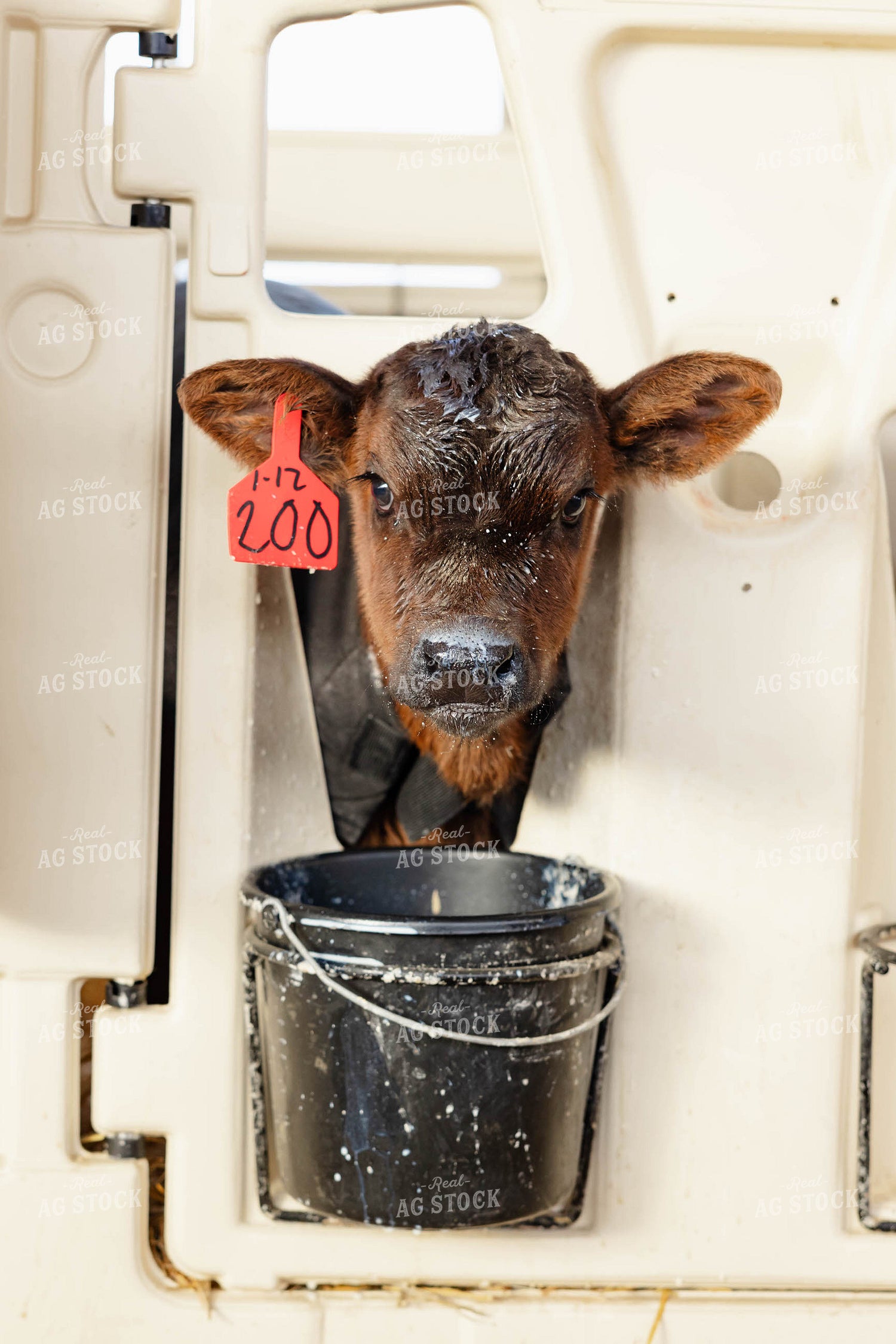 Holstein Calf 152413