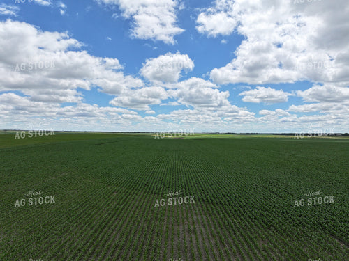 Aerial of Corn Field 141149
