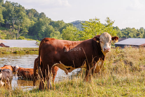 Hereford Cattle 52654