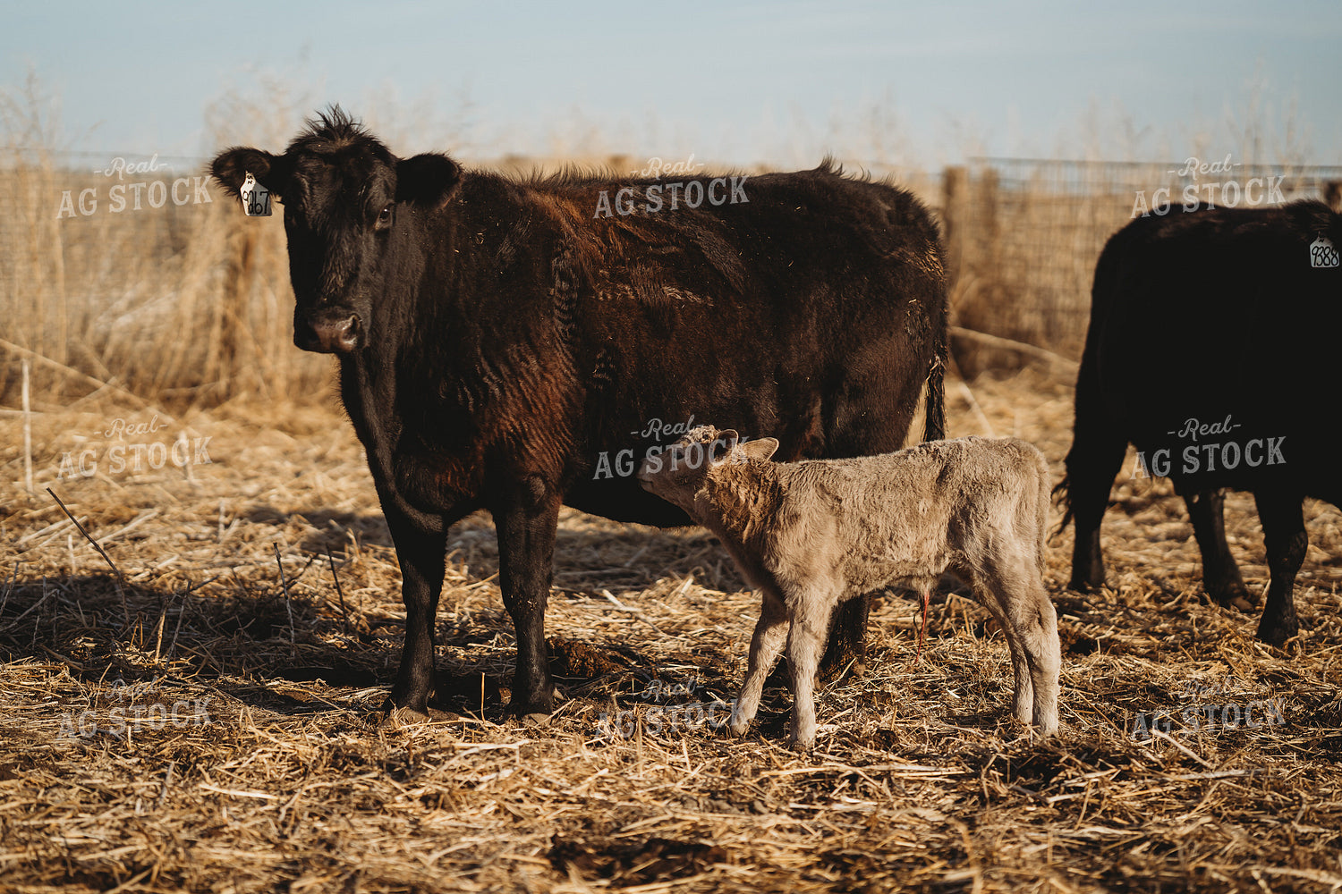 Angus Cattle in Pasture 196155