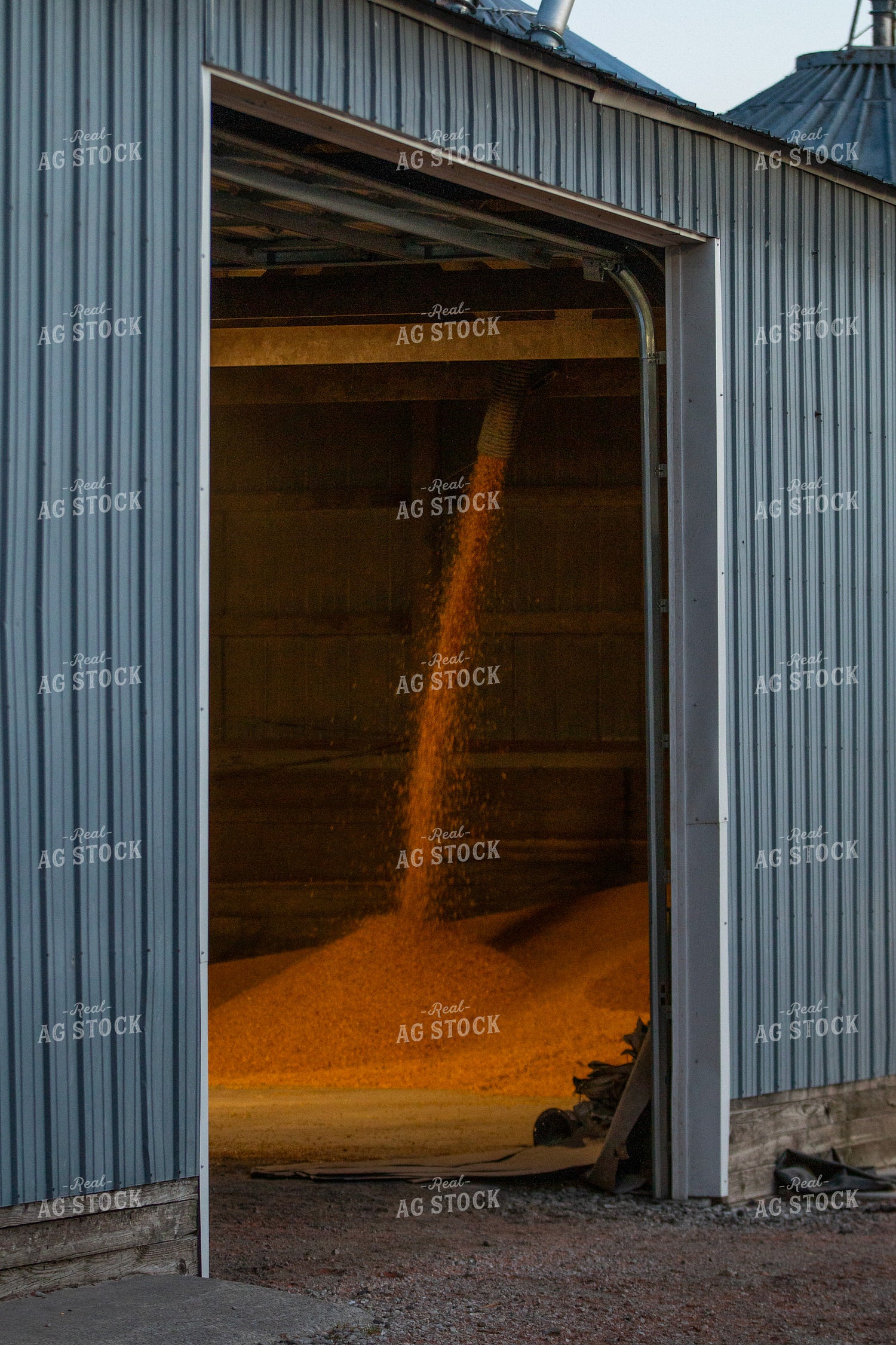 Unloading Grain into Shed 157251