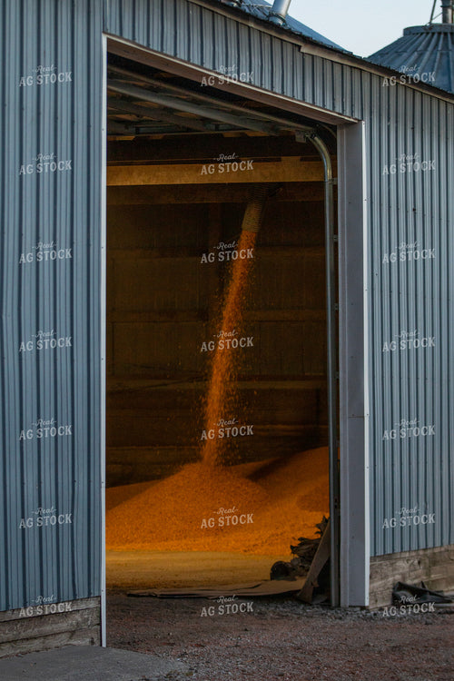 Unloading Grain into Shed 157251