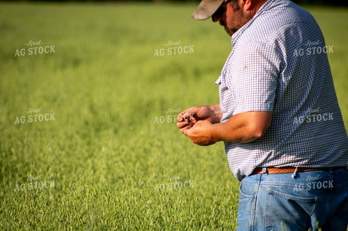 Farmer Checking Oats 214232