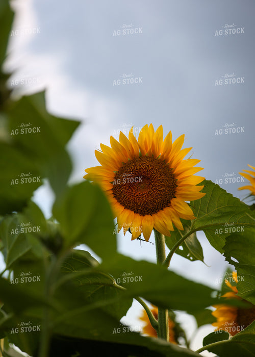 Sunflowers 160202
