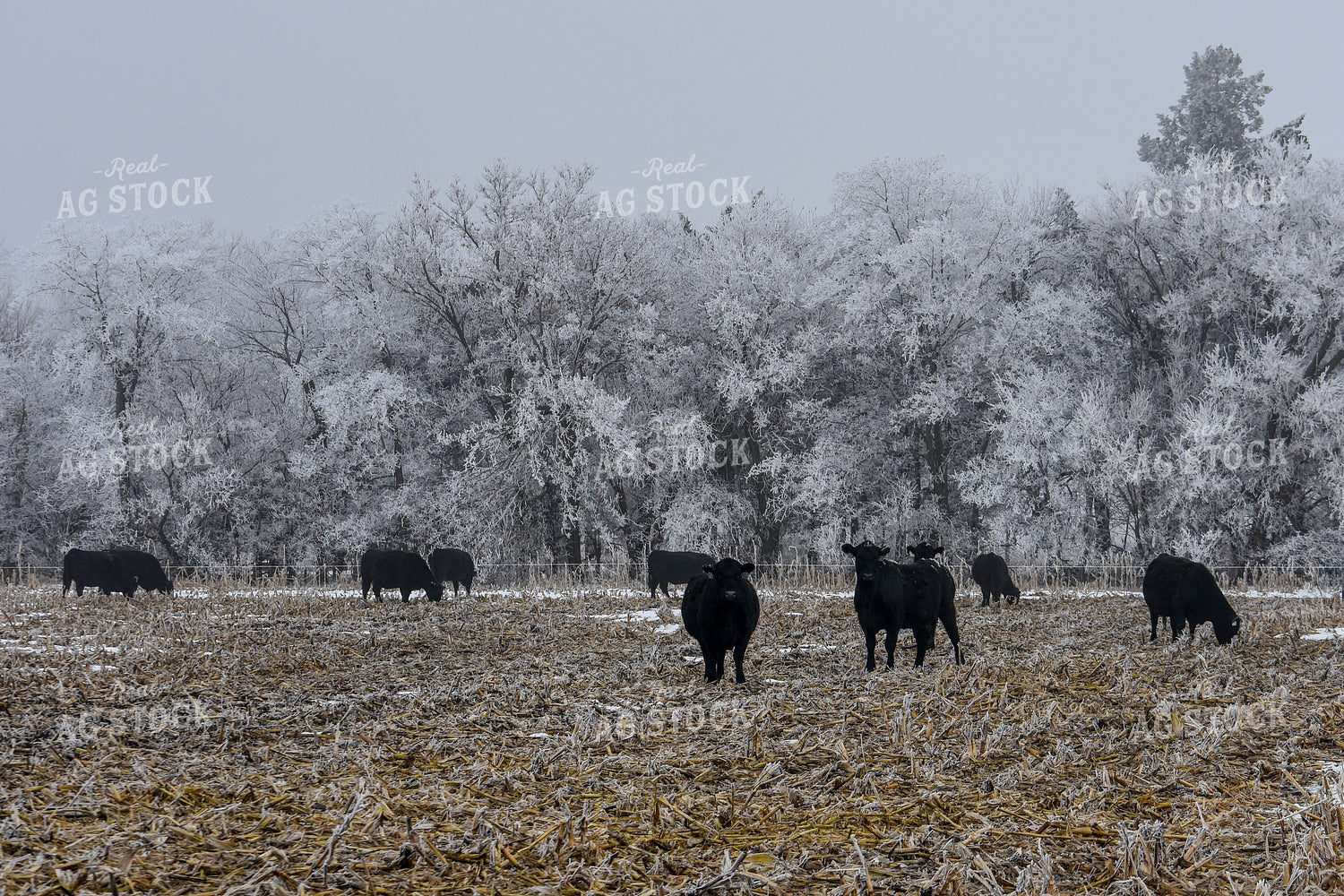 Cattle Grazing on Frozen Cornstalks 156083