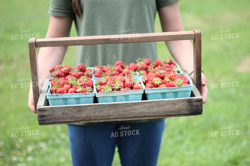 Strawberries 73056