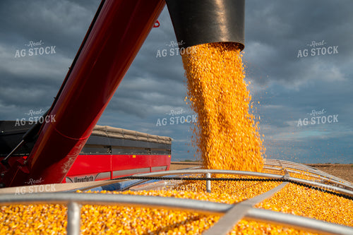 Grain Cart Unloading into Semi 25561