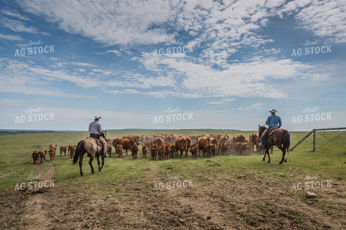 Ranchers Herding Red Angus Cattle on Horseback 138052