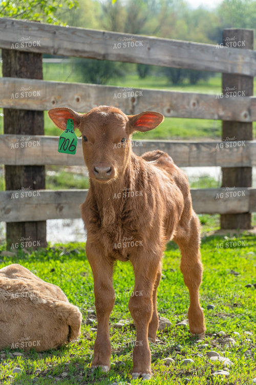 Adorable Brown Calf in a Sunny Pasture with Wooden Fence 65204